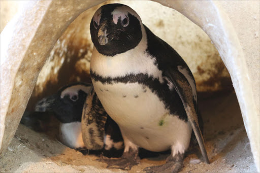 CAVE CUDDLING: Penguins Laduma and Gaia have been in a same-sex relationship for five years. PICTURE: Renée Leeuwner