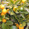 Meyer Lemon