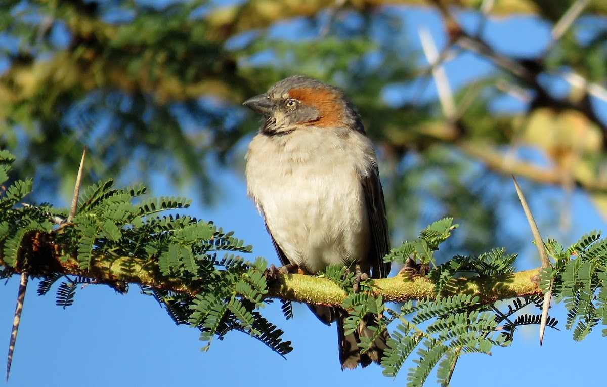 Kenya Rufous Sparrow