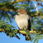 Kenya Rufous Sparrow