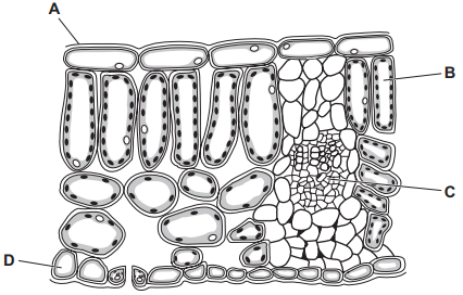 Leaf structure pertaining to photosynthesis