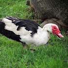 Muscovy Duck