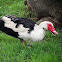 Muscovy Duck