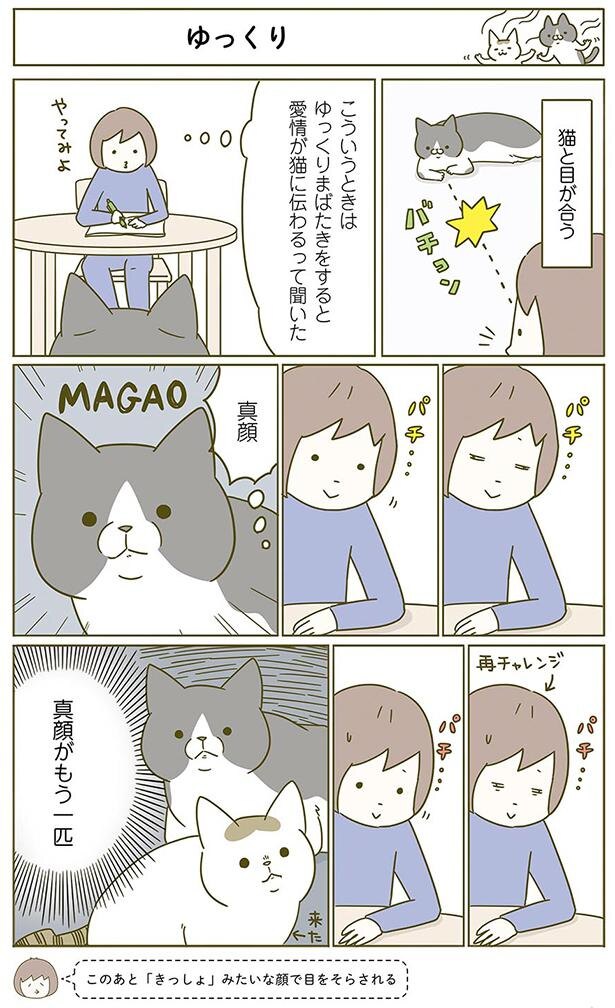 目が合ったので愛情を伝えたい飼い主と真顔の猫 うちの猫がまた変なことしてる 2 2 Trill トリル
