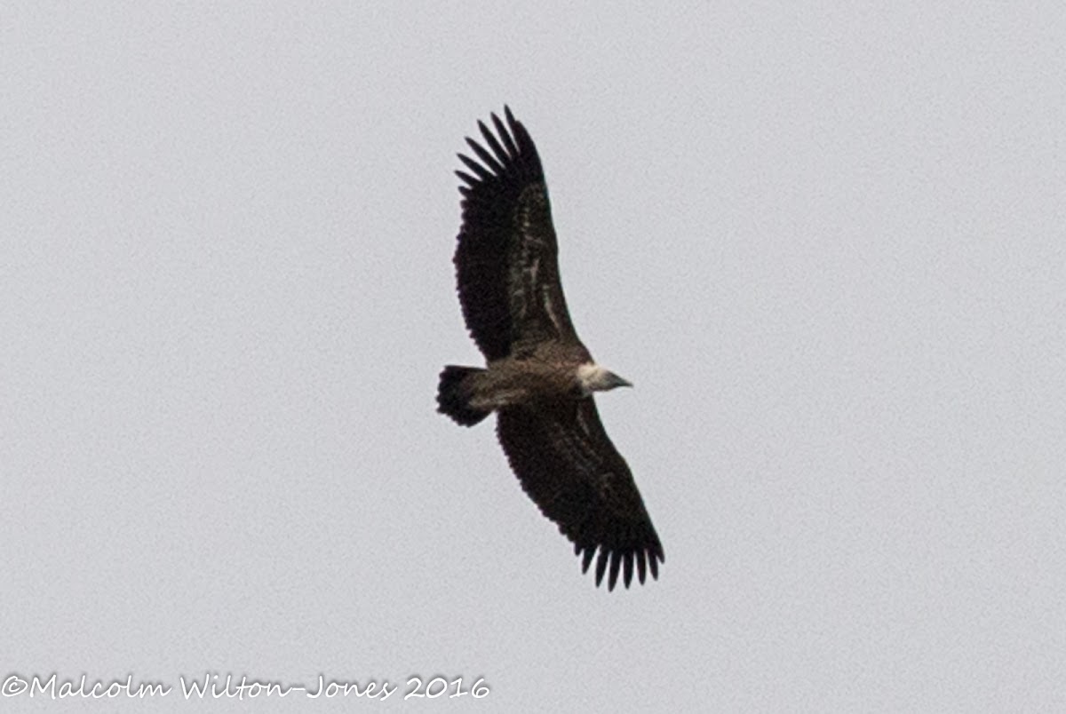 Griffon Vulture; Buitre Leonado