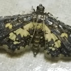 Crambid moth