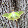 Luna moth ( male )