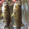 Smallmouth bass