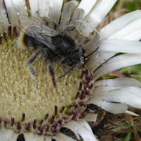 Bombo impollinato su un cardo! di 