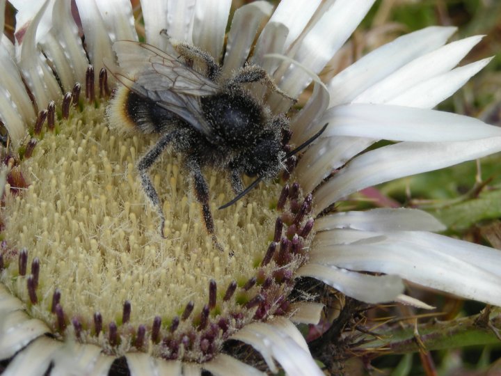 Bombo impollinato su un cardo! di Mara S.