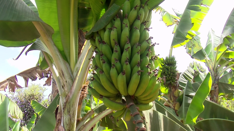 Bananas farmed by Githuya Sunrise Youth Group in Kabati, Murang'a.