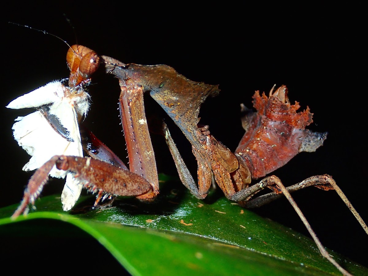 Giant Dead Leaf Mantis