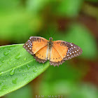 Red Lacewing