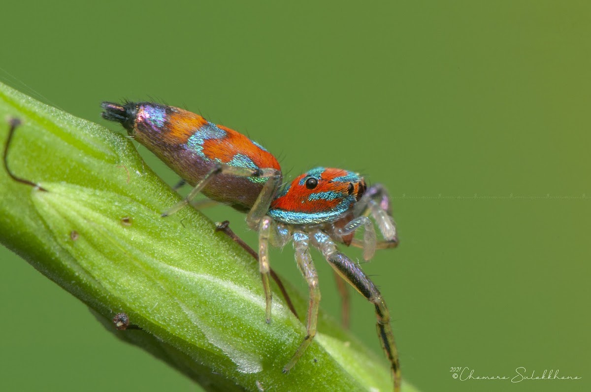 Elegant Jumping Spider