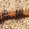 Giant Leopard Moth Caterpillar