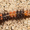 Giant Leopard Moth Caterpillar