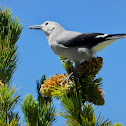 Clark's Nutcracker