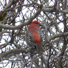 Pine Grosbeak