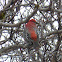 Pine Grosbeak