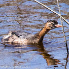 Little Grebe; Zampullín Chico