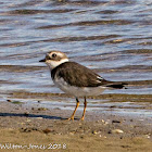 Ringed Plover