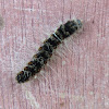 Caterpillar