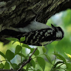 Downy Woodpecker