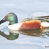 Northern Shoveler