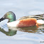 Northern Shoveler