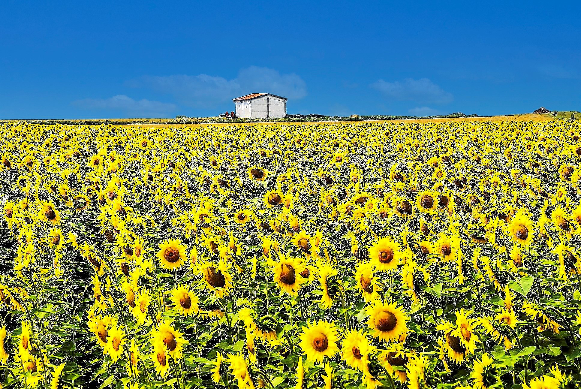 Girasoli di linobeltrame