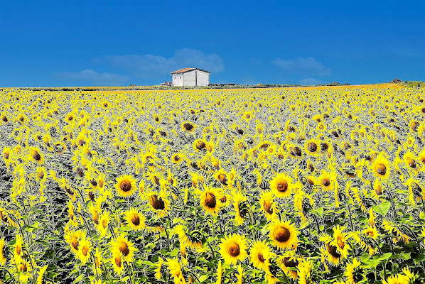 Girasoli di linobeltrame