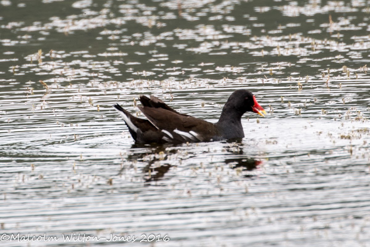 Moorhen