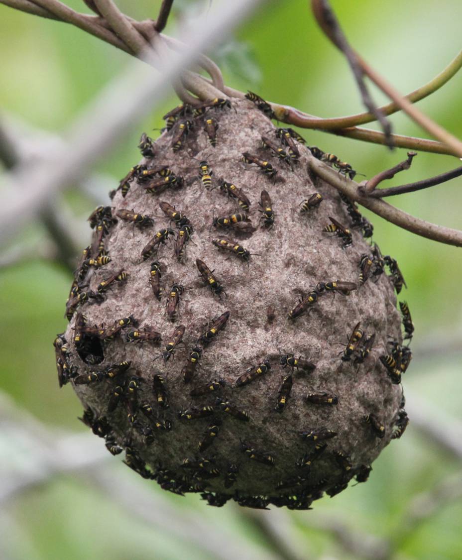 wasp colony