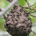 wasp colony