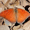 Goatweed Leafwing