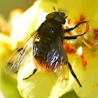 Bumblebee Hoverfly