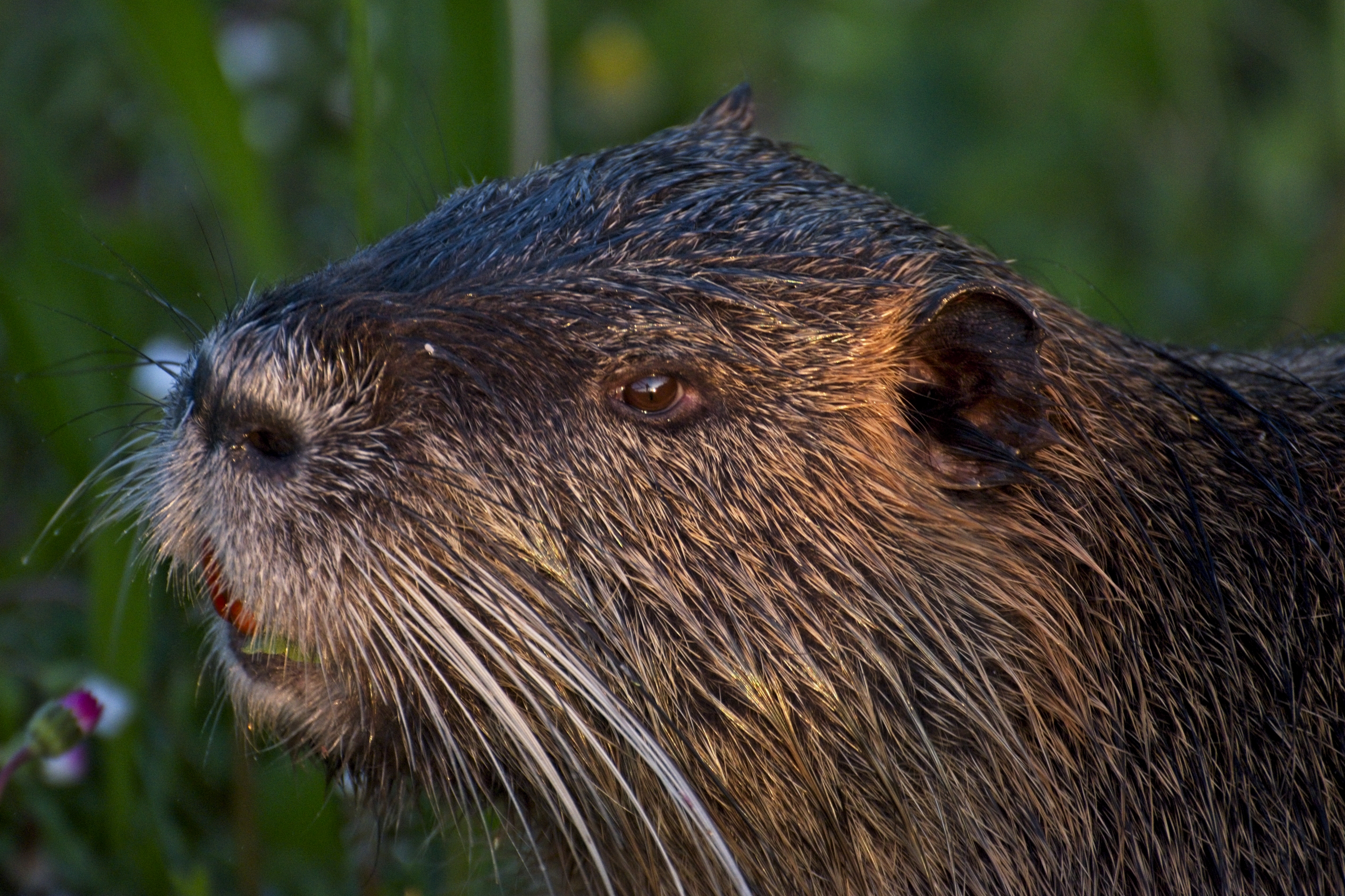 Nutria al parco di GiBi67