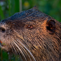 Nutria al parco di 