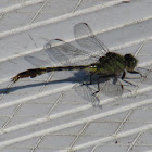 Unicorn Clubtail