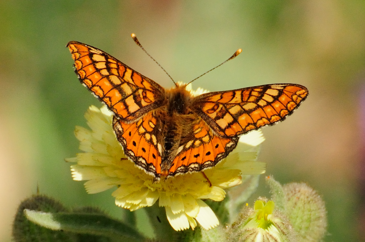 Marsh Fritillary; Doncella de ondas