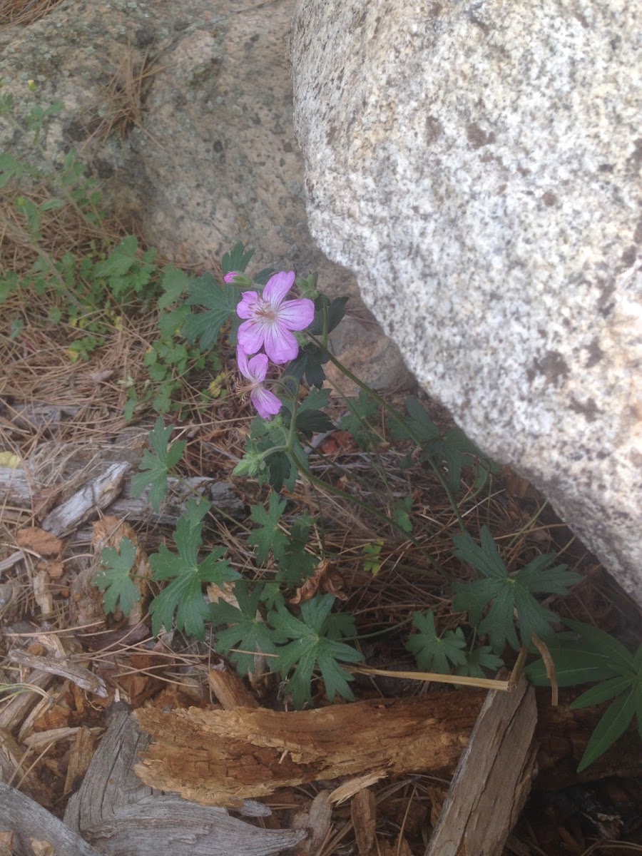 Fremont Geranium