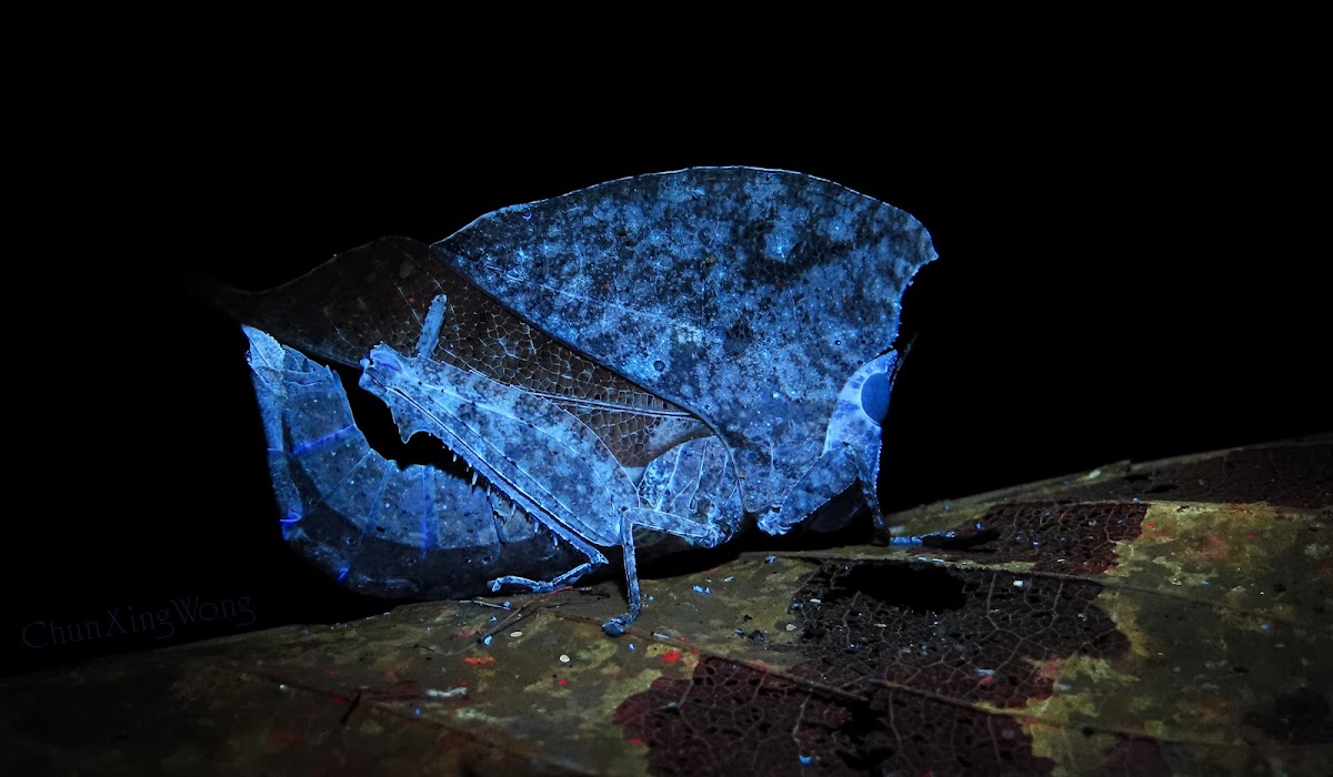 Dead Leaf Grasshopper