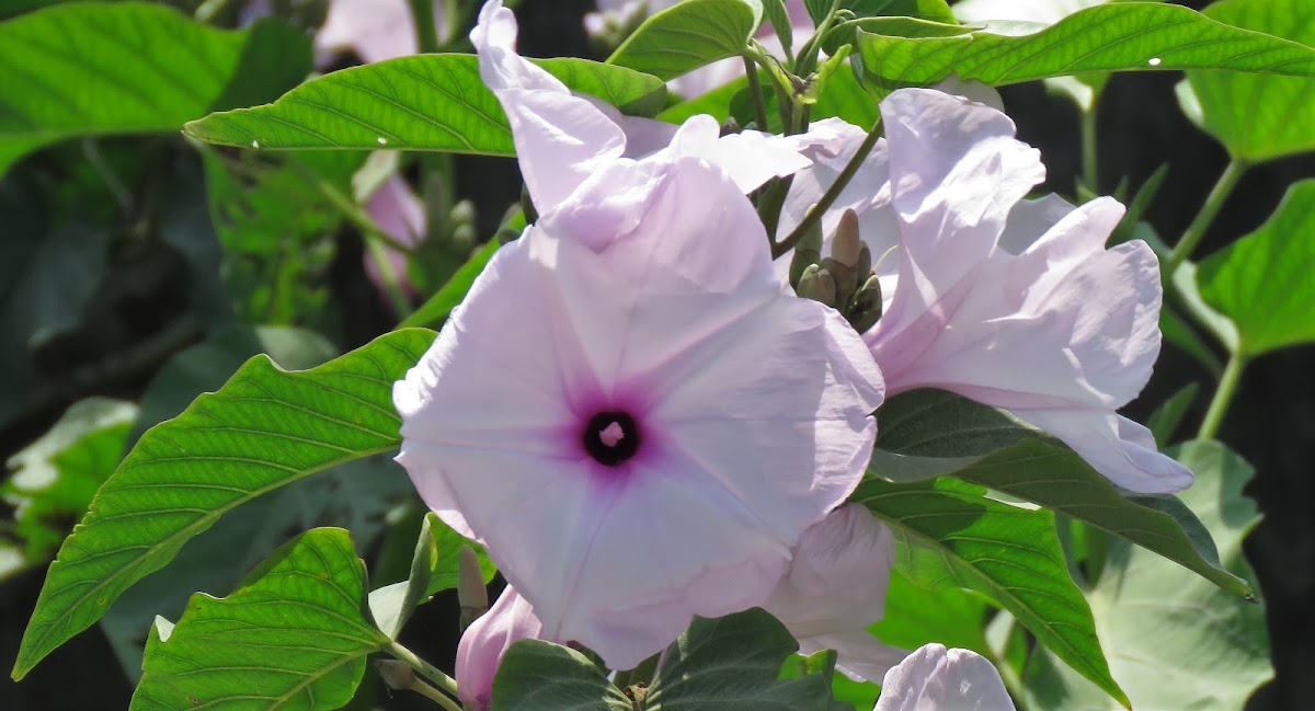 Pink Morning Glory