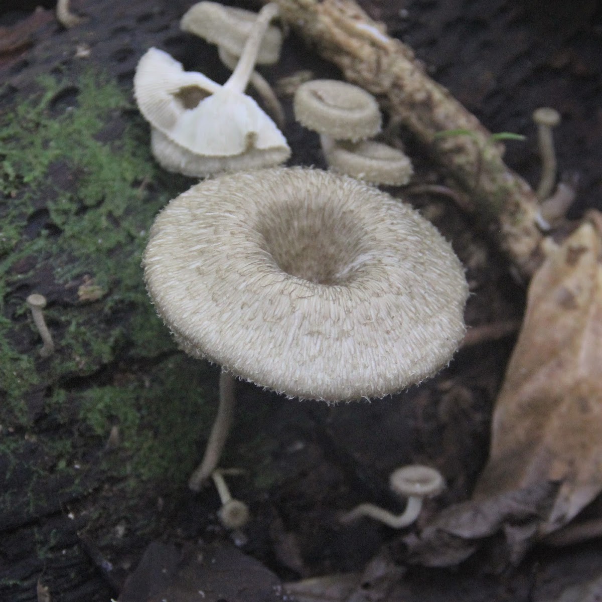 Lentinus