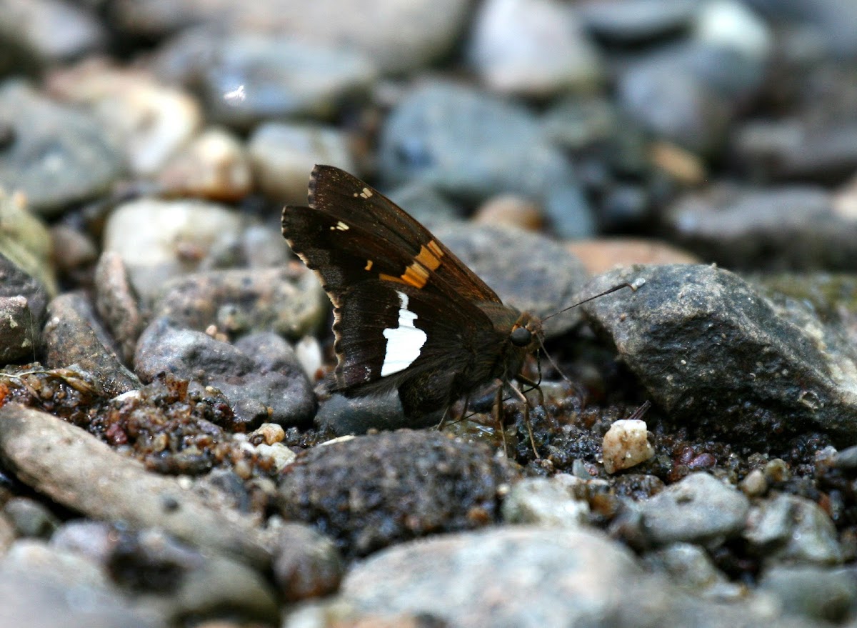 Silver-spotted Skipper