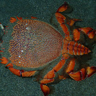 Spanner Crab