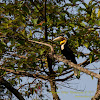 Wreathed Hornbill