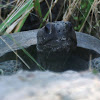 Gopher Tortoise