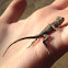 Eastern Fence Lizard Hatchling