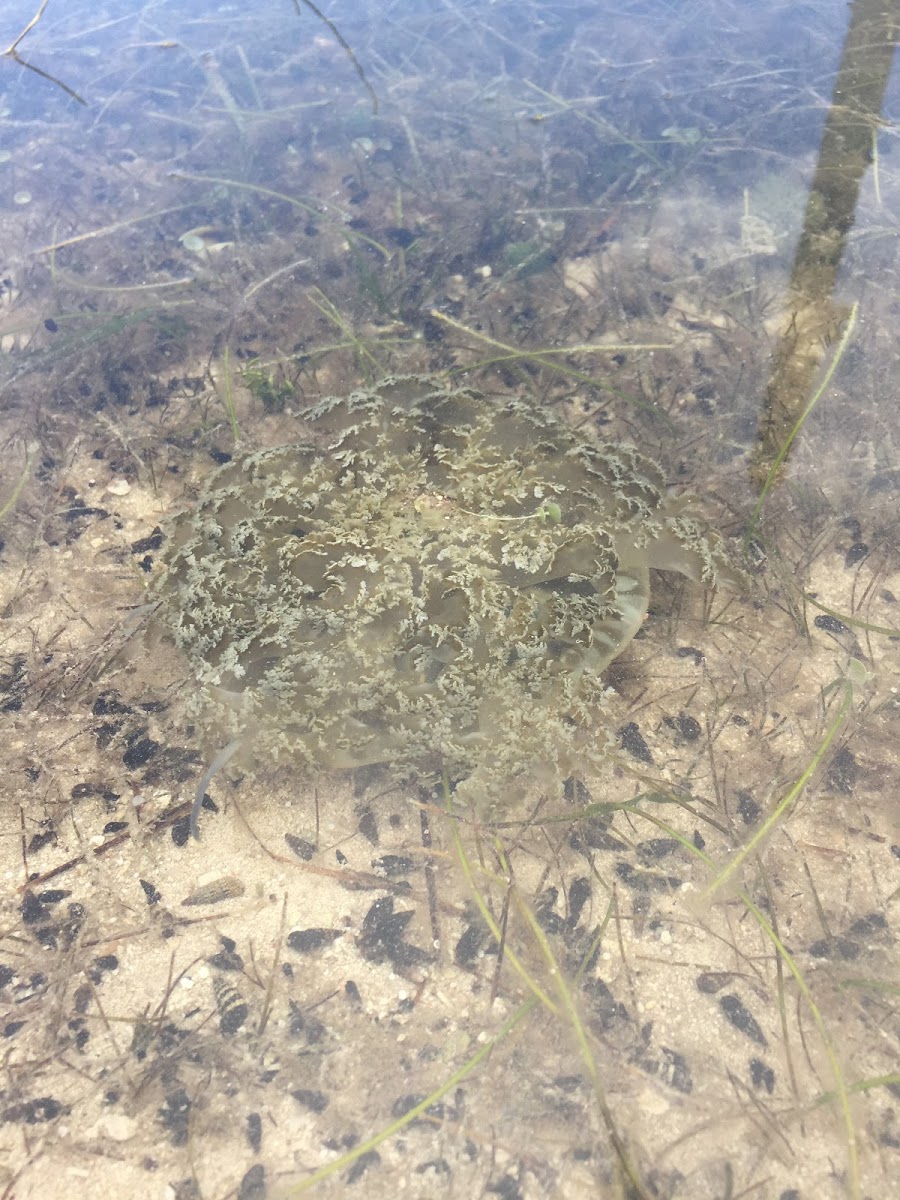 Leafy Upsidedown Jellyfish